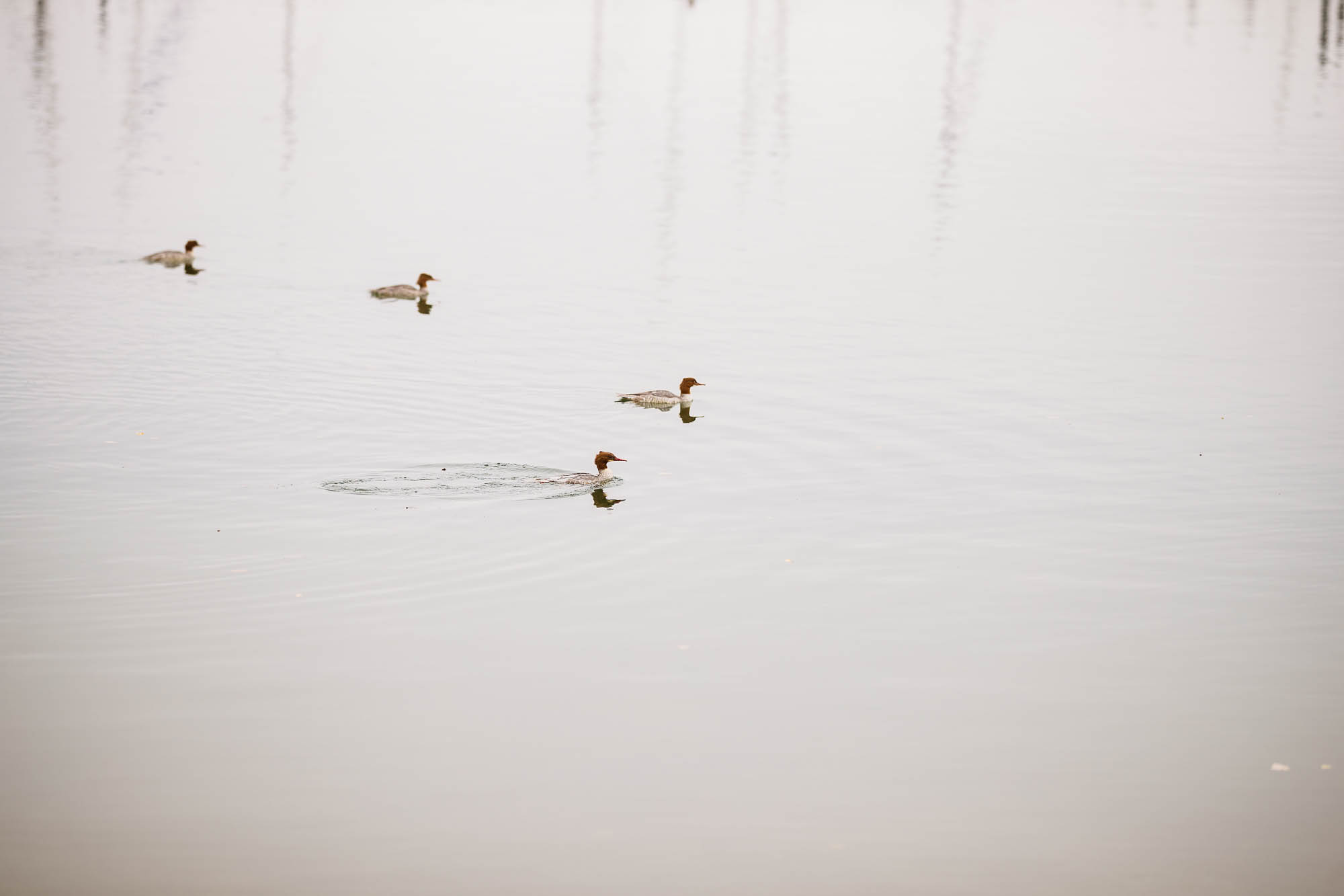 Export x3 1DX29965 Hochzeit 2020 Monika & Sharru